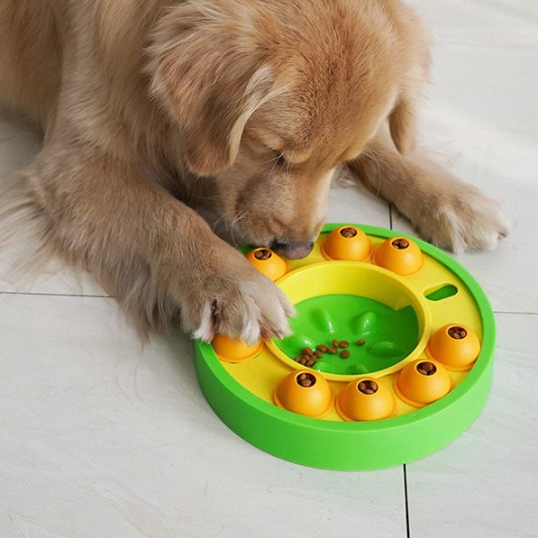 Dog eating from the green slow-feeder puzzle maze bowl