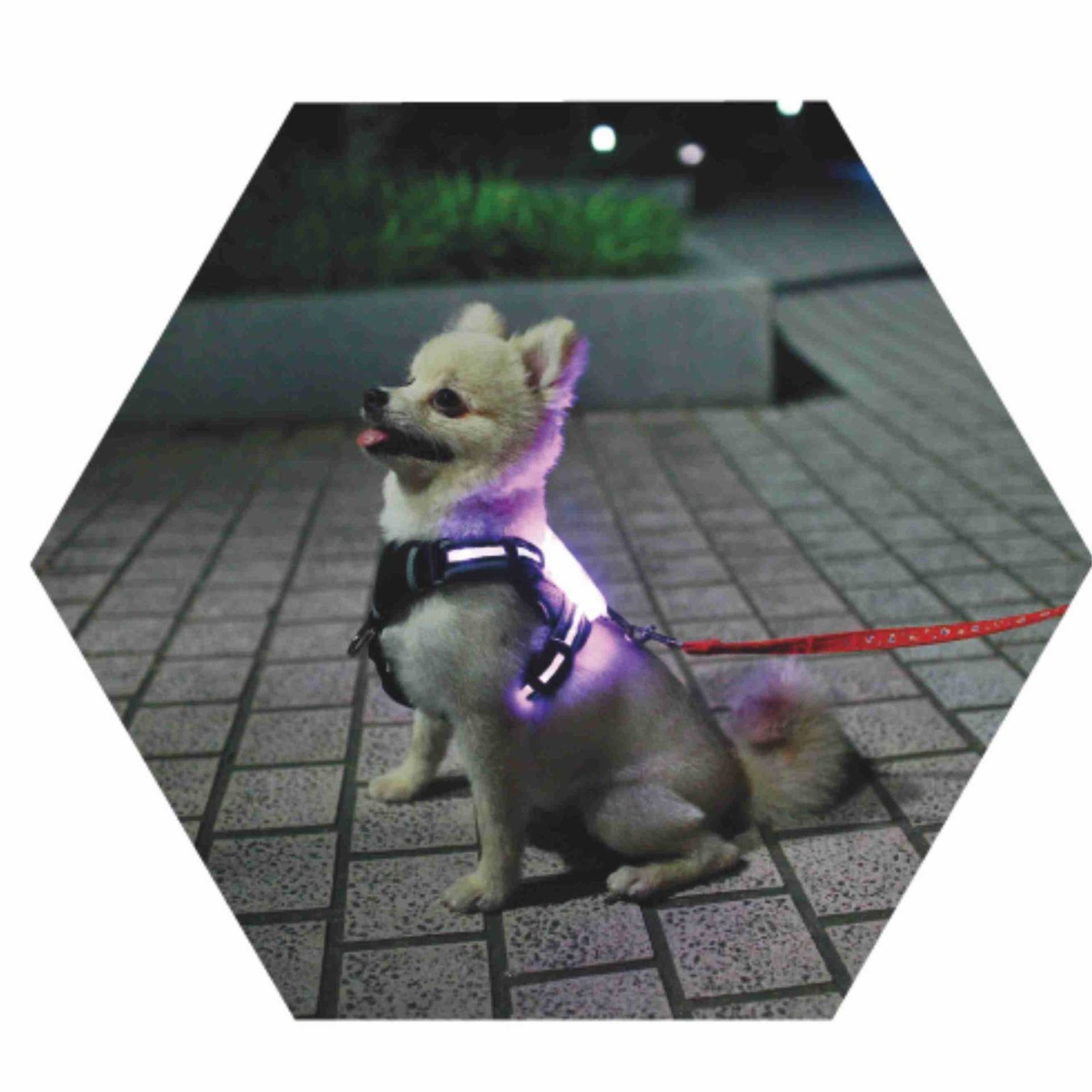 LED Luminous Anti-lost Anti-car Accident Warning Flashing Dog Harness - Image 3