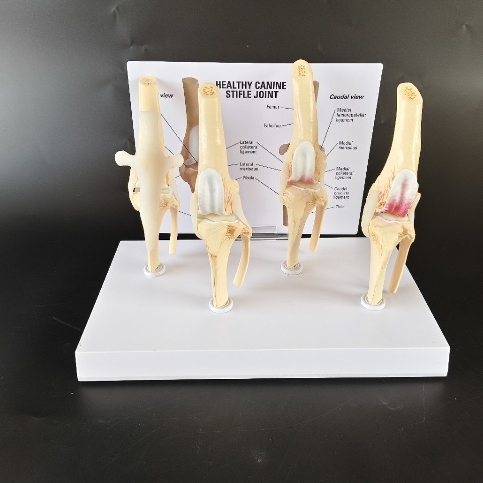 The Knee Joint Of A Sick Dog