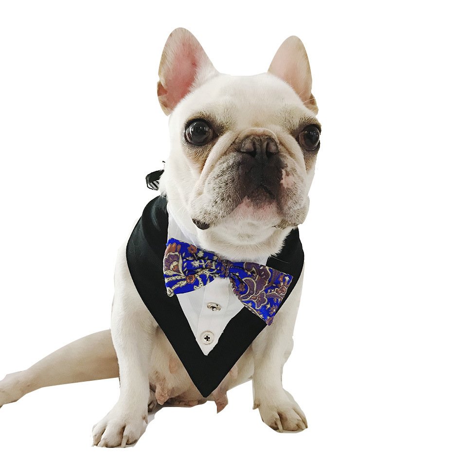 French bulldog wearing the blue patterned bowknot bandana