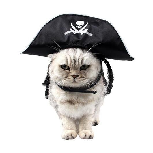Cat wearing a Halloween pirate hat