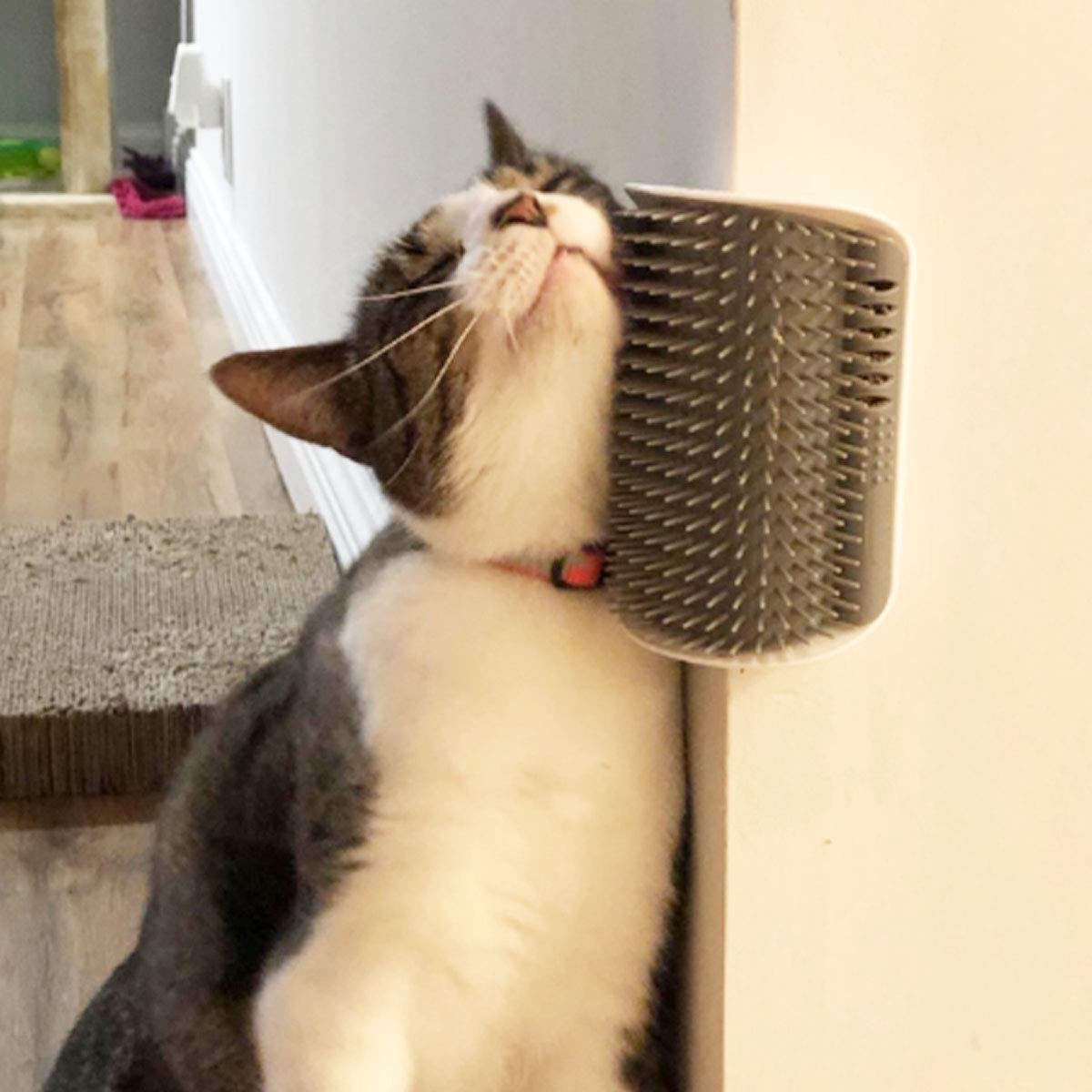 Gray wall-mounted cat self-groomer arch brush with a cat rubbing its face on it
