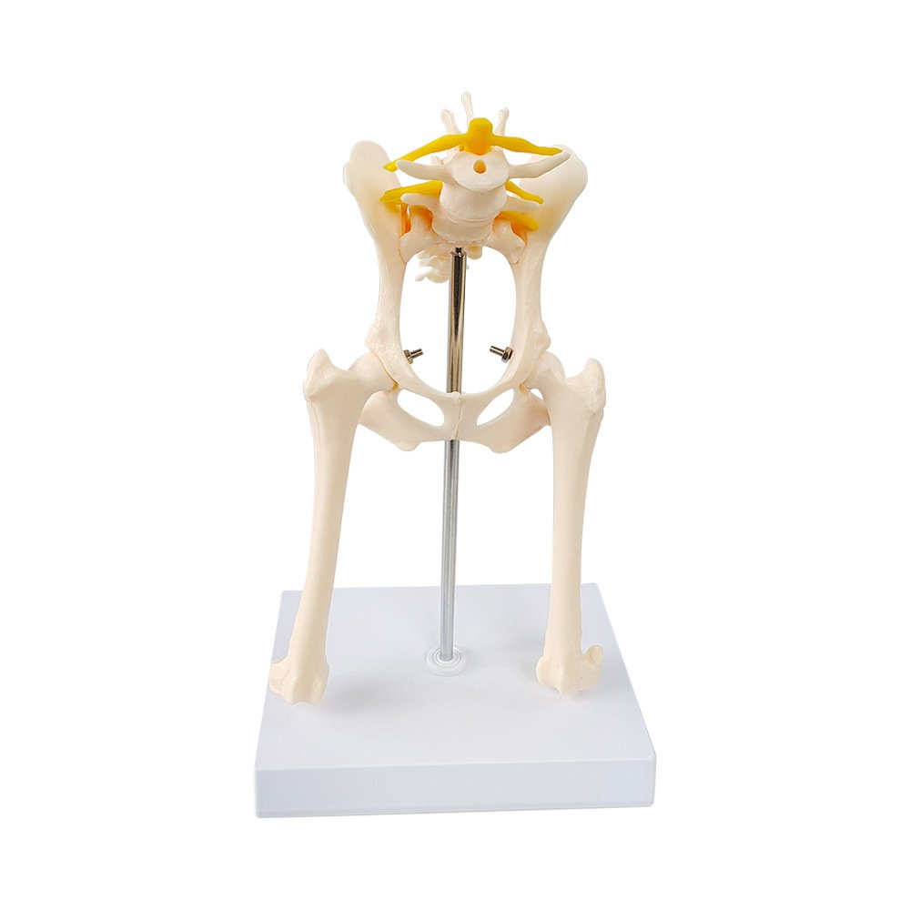Dog Hip Joint Model Teaching Aid