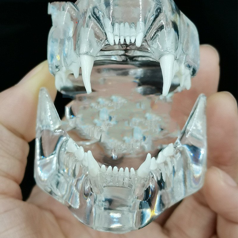 Dental Dog Teeth Cat Teeth Model Pet Animal